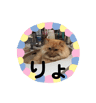 しまねこ2（個別スタンプ：3）