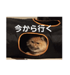 しまねこ2（個別スタンプ：5）