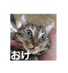 しまねこ2（個別スタンプ：6）