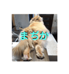 しまねこ2（個別スタンプ：8）