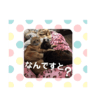 しまねこ2（個別スタンプ：9）