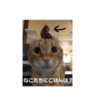 しまねこ2（個別スタンプ：10）