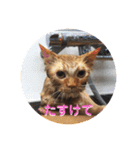 しまねこ2（個別スタンプ：11）