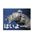 しまねこ2（個別スタンプ：16）