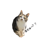 猫の日常☆彡.。（個別スタンプ：1）