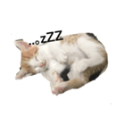 猫の日常☆彡.。（個別スタンプ：2）