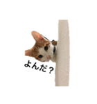 猫の日常☆彡.。（個別スタンプ：3）