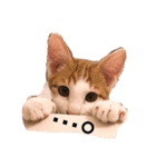 猫の日常☆彡.。（個別スタンプ：5）