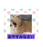 12にゃんず（個別スタンプ：1）