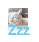 12にゃんず（個別スタンプ：2）