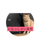 12にゃんず（個別スタンプ：3）