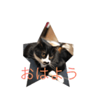 12にゃんず（個別スタンプ：4）