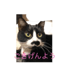 12にゃんず（個別スタンプ：5）