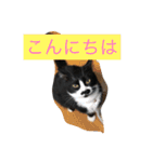 12にゃんず（個別スタンプ：6）
