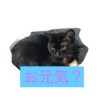 12にゃんず（個別スタンプ：7）