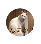 12にゃんず（個別スタンプ：8）