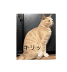 12にゃんず（個別スタンプ：9）