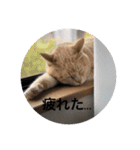 12にゃんず（個別スタンプ：11）
