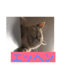 12にゃんず（個別スタンプ：12）