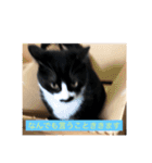 12にゃんず（個別スタンプ：13）