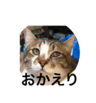 12にゃんず（個別スタンプ：14）