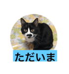 12にゃんず（個別スタンプ：15）