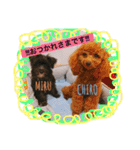 チロ＆ミル 1（個別スタンプ：15）