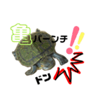 亀の世界（個別スタンプ：1）