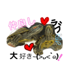亀の世界（個別スタンプ：2）