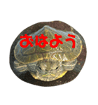 亀の世界（個別スタンプ：3）