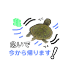 亀の世界（個別スタンプ：10）