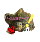亀の世界（個別スタンプ：17）