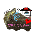 亀の世界（個別スタンプ：30）