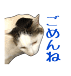 表情豊かな猫ちゃん達。8（個別スタンプ：5）