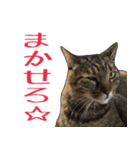 表情豊かな猫ちゃん達。8（個別スタンプ：7）