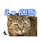 表情豊かな猫ちゃん達。8（個別スタンプ：13）