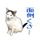 表情豊かな猫ちゃん達。8（個別スタンプ：24）