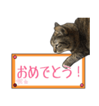 表情豊かな猫ちゃん達。8（個別スタンプ：31）