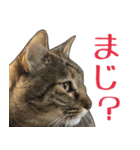 表情豊かな猫ちゃん達。8（個別スタンプ：32）