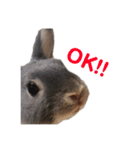 可愛いだけがうさぎじゃない。（個別スタンプ：7）