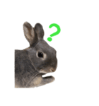 可愛いだけがうさぎじゃない。（個別スタンプ：9）