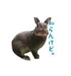 可愛いだけがうさぎじゃない。（個別スタンプ：11）