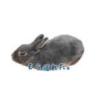 可愛いだけがうさぎじゃない。（個別スタンプ：16）