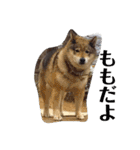 愛犬ももちゃん（個別スタンプ：1）