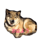 愛犬ももちゃん（個別スタンプ：2）