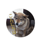 愛犬ももちゃん（個別スタンプ：3）