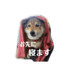 愛犬ももちゃん（個別スタンプ：4）