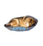 愛犬ももちゃん（個別スタンプ：5）