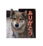 愛犬ももちゃん（個別スタンプ：6）
