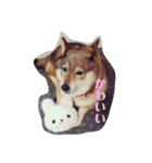 愛犬ももちゃん（個別スタンプ：8）